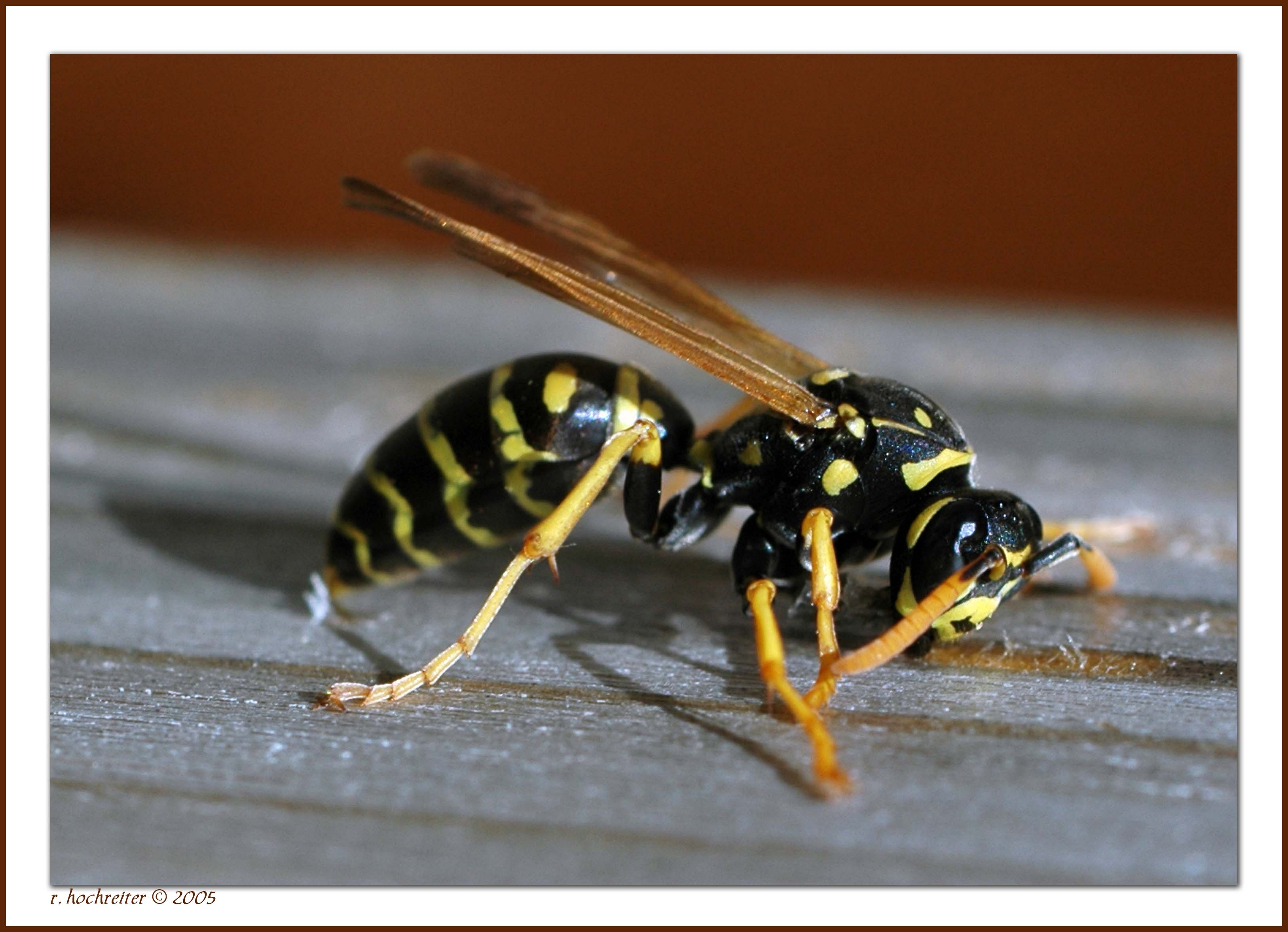 Queen Paper Wasp