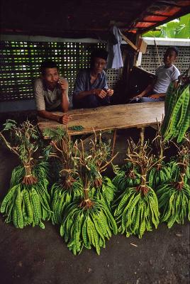 u26/rhoover/medium/43330166.greenpeas3copy.jpg