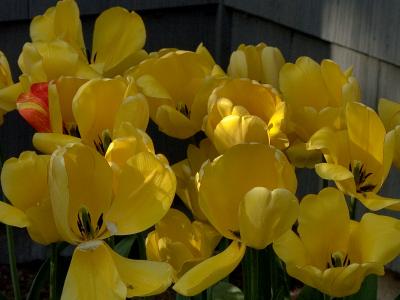 Yellow tulips