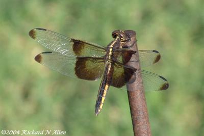 Widow Skimmer (female)