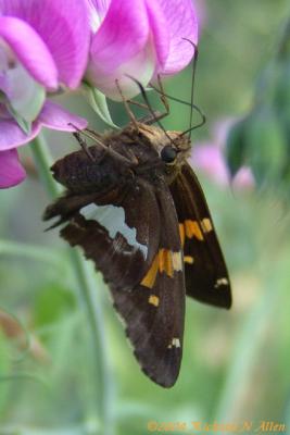 Silver-spotted Skipper