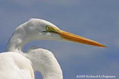 Great Egret Closeup