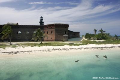 Pelicans at Fort Jefferson