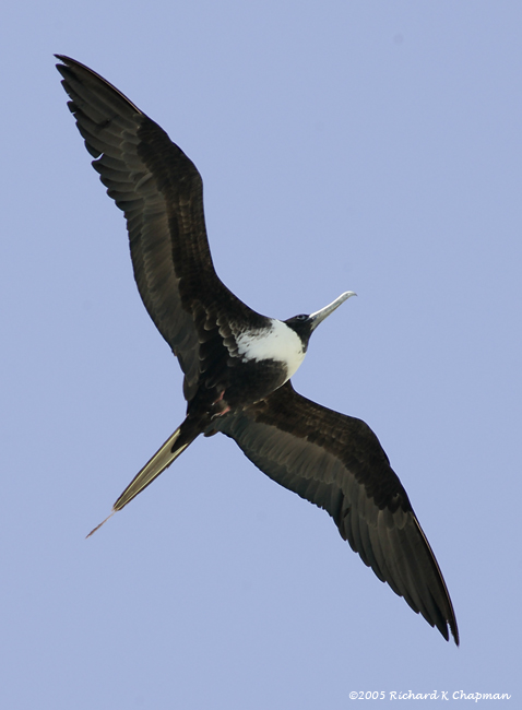 Magnificent Frigatebird