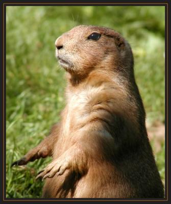 JPG SB 2 prairie dog P6080173.jpg