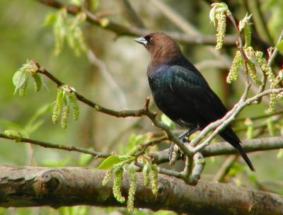 JPG CS Cowbird P4122745.jpg