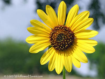 One Sunflower Day