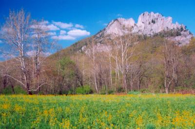 Seneca Rocks - Wild Mustard Field - Blue Sky B tb0505.jpg