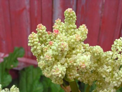 Rhubarb Buds