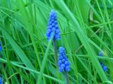 Grapes in the Grass