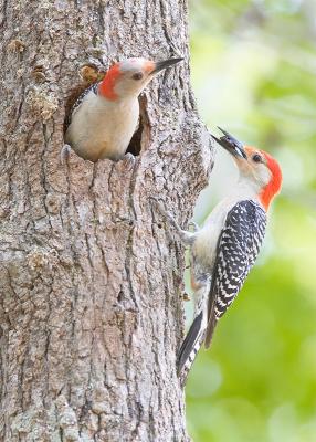 Woodpeckers