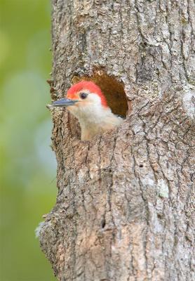 Woodpeckers