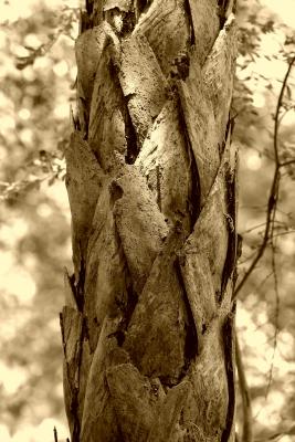 Sepia Palm