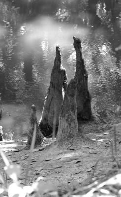 Cypress Knees