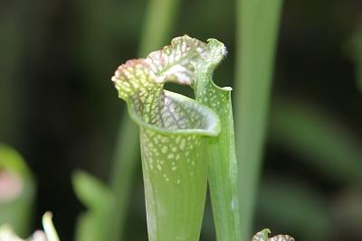 flytrap.jpg
