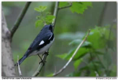 Paruline bleue / Blackthroated Blue Warbler