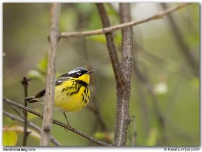 Paruline  tte cendre / Magnolia Warbler