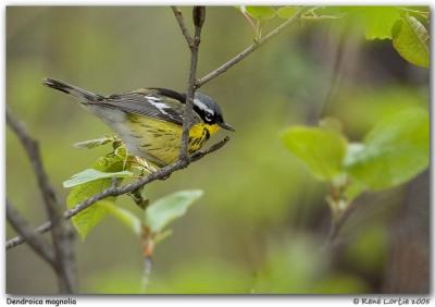 Paruline  tte cendre / Magnolia Warbler