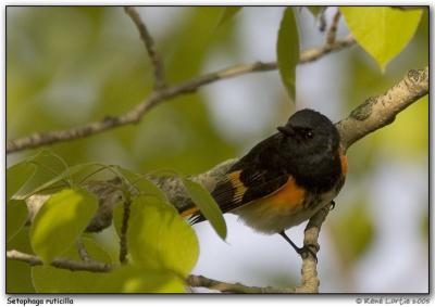 Paruline flamboyante / American Redstart