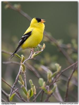 Chardonneret jaune / American Goldfinch