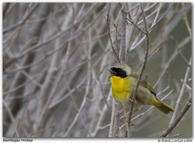 Paruline masque / Common Yellowthroat