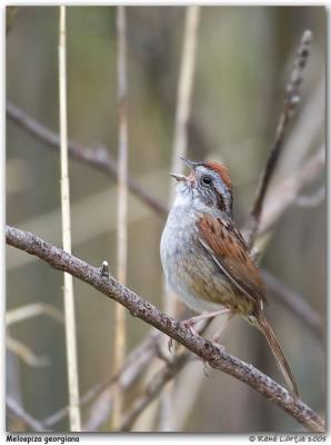 Bruant des Marais  / Swamp Sparrow