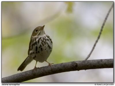 Paruline couronne / Ovenbird