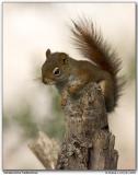 Écureuil roux / Squirrel