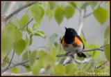 Paruline flamboyante / American Redstart