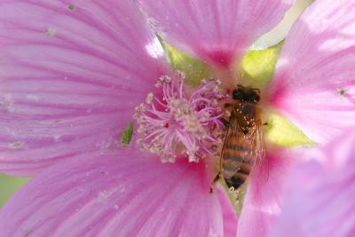 Pollen and bee