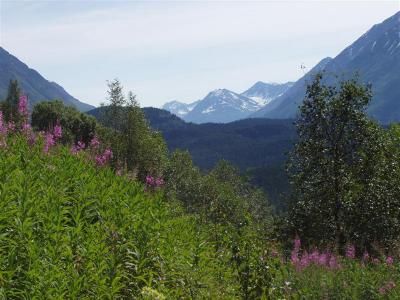 Fireweed, Devil's Lake Trail I