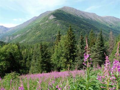 Fireweed, Devil's Lake Trail III