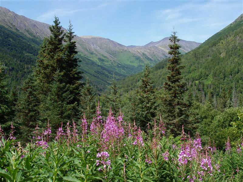 Fireweed, Devils Lake Trail IV