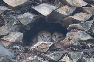 Young Barn Owls waiting to be fed