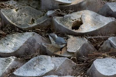 Pygmy Nuthatch emerging from nest hole