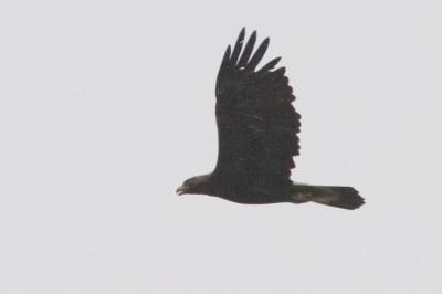Golden Eagle at Paicines Reservoir