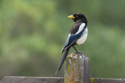Yellow-billed Magpie : Pica nuttalli