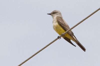 Western Kingbird : Tyrannus verticalis