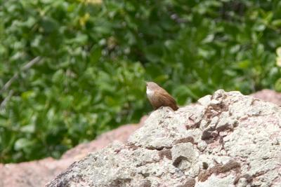 Catherpes mexicanus