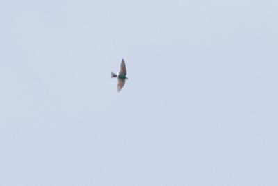 Violet-green Swallow