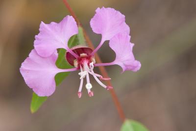 Pink flower