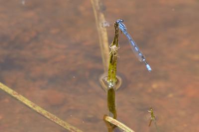 Blue dragonfly