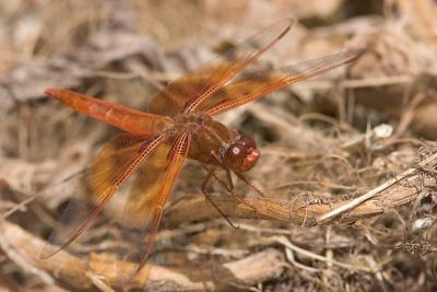 Red dragonfly