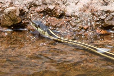 Garter snake?