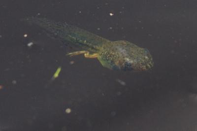 Tadpole/Polywog