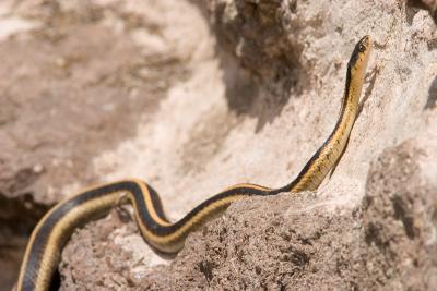 Garter Snake?