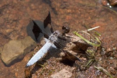 Black and White Dragonfly