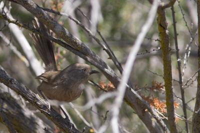 Wrentit : Chamaea fasciata