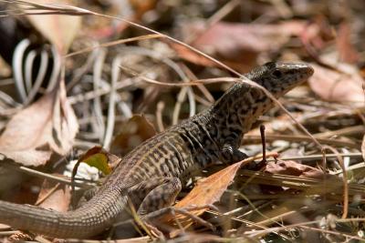 Spotty lizard