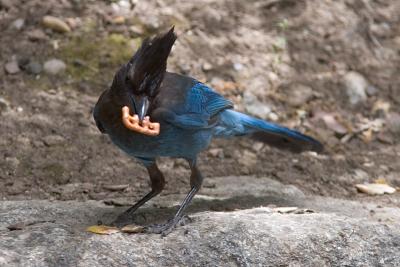 Steller's Jay